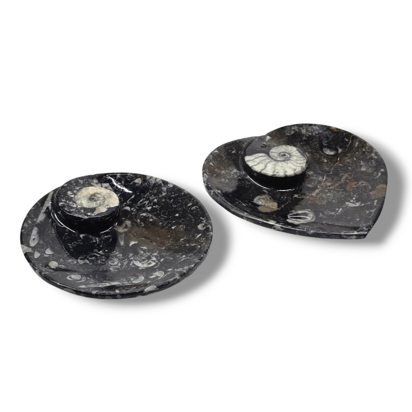 Orthoceras Fossil Trinket Dish