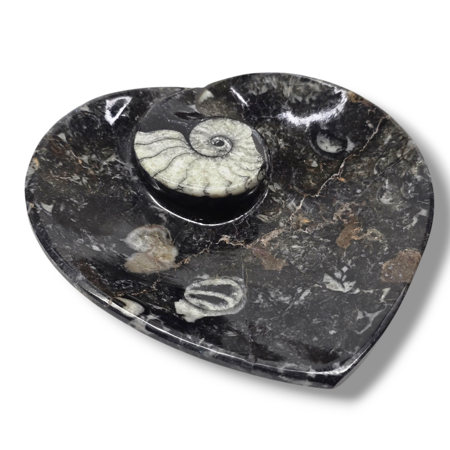 Orthoceras Fossil Trinket Dish