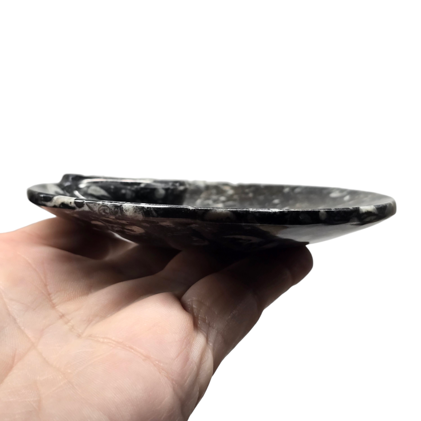 Orthoceras Fossil Trinket Dish