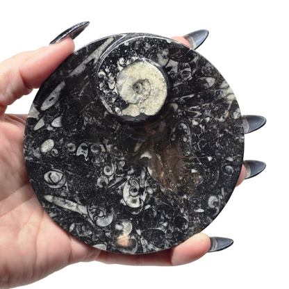 4.75" Orthoceras Fossil Trinket Dish