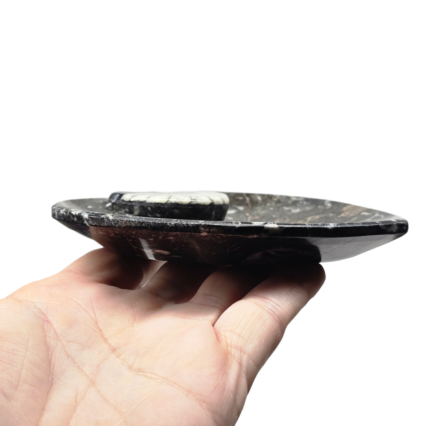 Orthoceras Fossil Trinket Dish