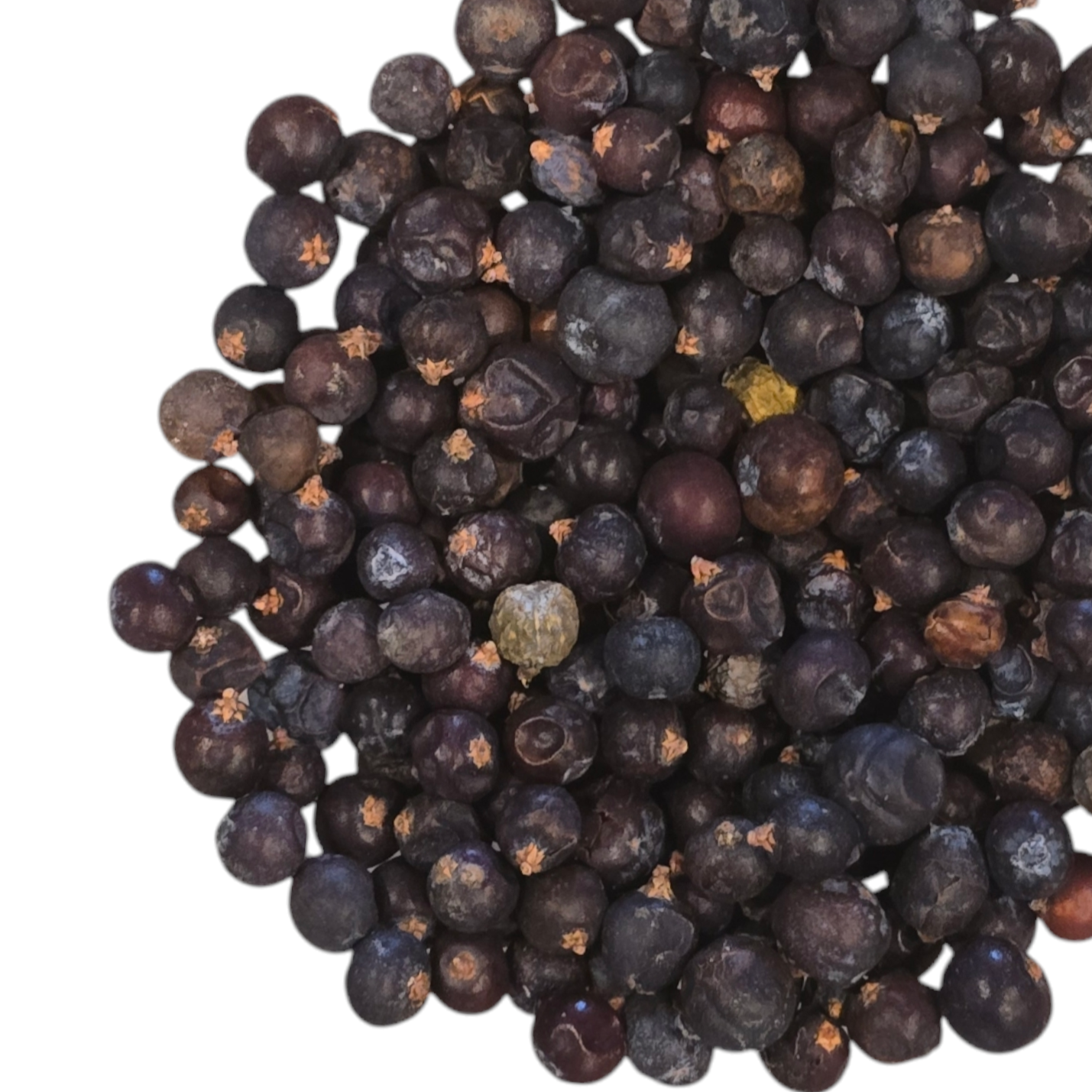 Juniper Berry, Organic