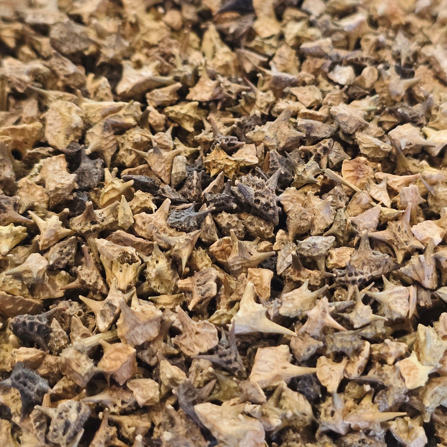 Tribulus Fruit – Organic, Whole