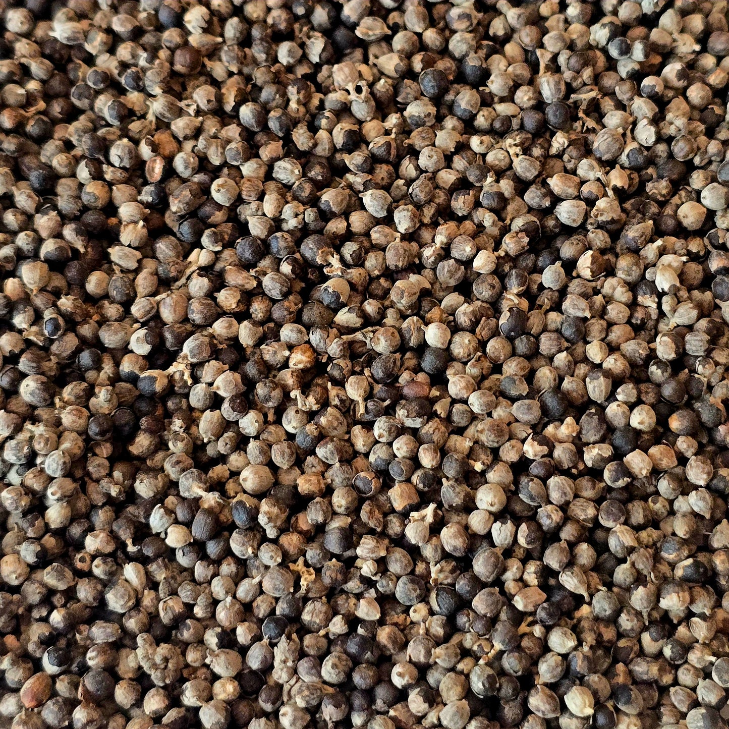 Vitex (Chaste Berry) – Organic, Whole