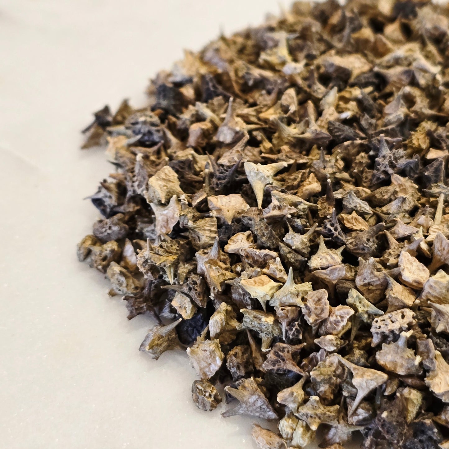 Tribulus Fruit – Organic, Whole