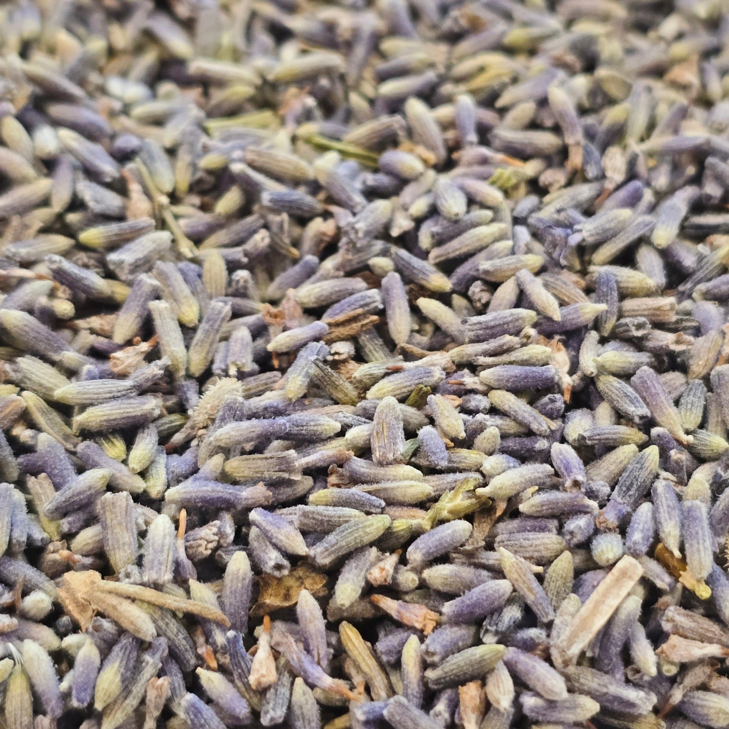 Lavender – Organic, Whole Flower