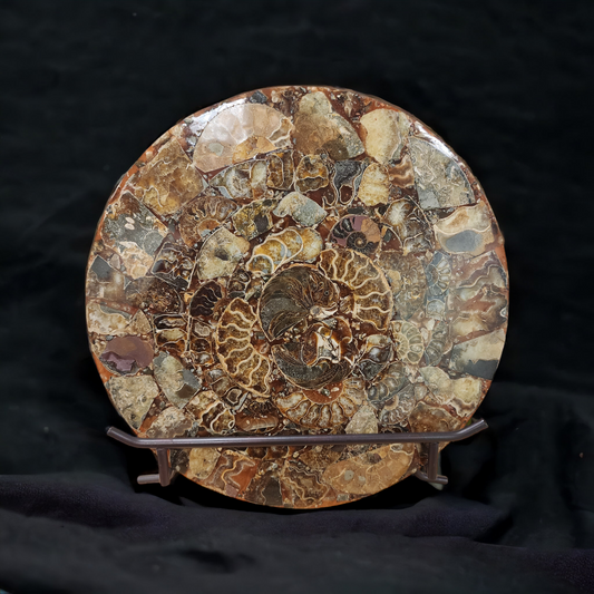 Ammonite Plate