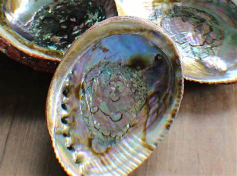 Abalone Shells -2 sizes
